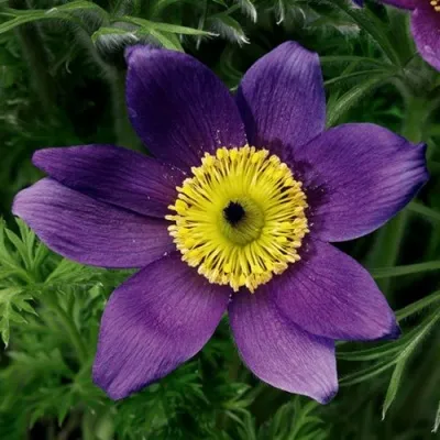 Прострел ПИНВИЛ БЛЮ ШЕЙДЕС в Москве