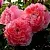 Саженцы роз ОЛЬГА шраб в Москве