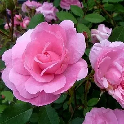 Саженцы роз ДЖОН ДЭВИС плетистая  Саженцы роз ДЖОН ДЭВИС плетистая в Москве