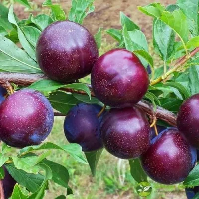 Шарафуга ВЕЛЬВЕТ САНРАЙЗ — описание сорта Шарафуга ВЕЛЬВЕТ САНРАЙЗ в Москве