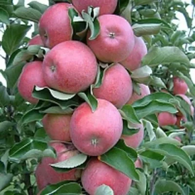 Яблоня АНТЕЙ КИЕВСКИЙ колонновидная в Москве