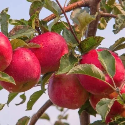 Яблоня РОЖДЕСТВЕНСКОЕ — описание сорта Яблоня РОЖДЕСТВЕНСКОЕ в Москве