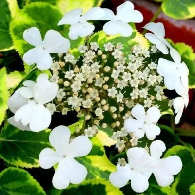 Гортензия МИРАНДА черешковая — описание сорта Гортензия МИРАНДА черешковая в Москве