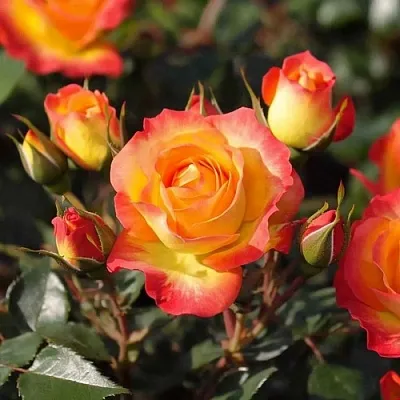 Саженцы роз ТАЙФУН спрей в Москве