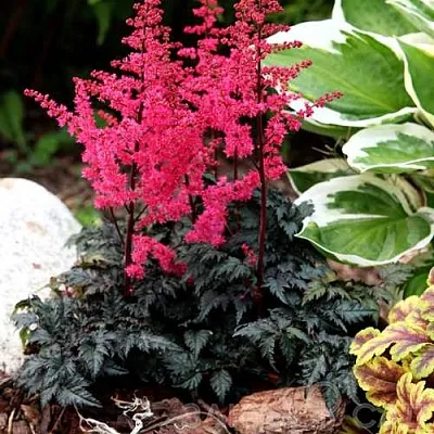 Астильба МУЛЕН РУЖ курчавая  Астильба МУЛЕН РУЖ курчавая в Москве