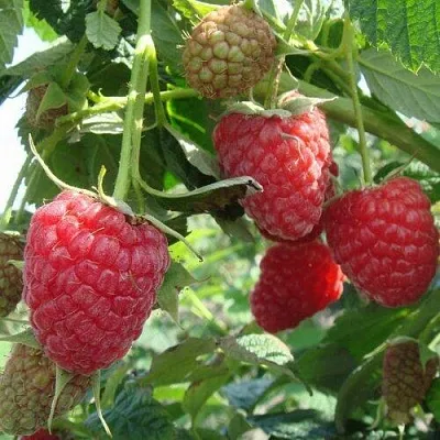 Малина КОЛОКОЛЬЧИК в Москве