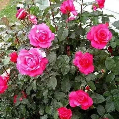 Саженцы роз МАЛИНОВЫЙ ЗВОН чайно-гибридная в Москве