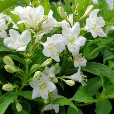 Вейгела БРИСТОЛЬСКАЯ СНЕЖИНКА в Москве