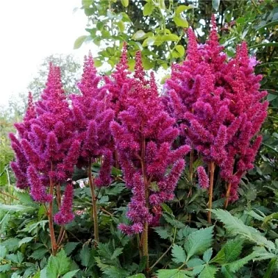 Астильба ВИЖНС китайская  Астильба ВИЖНС китайская в Москве