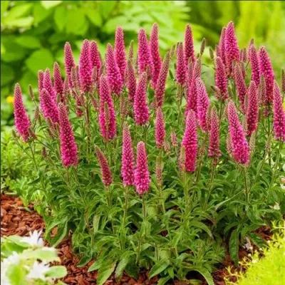 Вероника РОНИКА ФУКСИЯ — описание сорта Вероника РОНИКА ФУКСИЯ в Москве