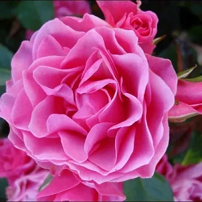 Саженцы роз АЙ ЭМ ГРЕЙТФУЛ флорибунда  Саженцы роз АЙ ЭМ ГРЕЙТФУЛ флорибунда в Москве