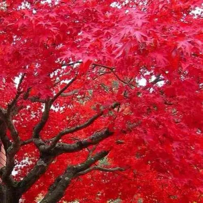 Клен гиннала  — описание сорта Клен гиннала  в Москве