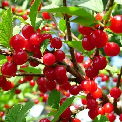 Вишня ДЕТСКАЯ войлочная  Вишня ДЕТСКАЯ войлочная в Москве