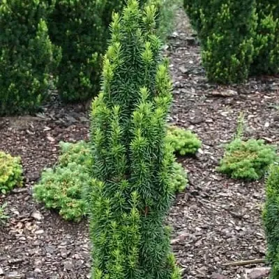 Тис ВОЙТЕК средний   Тис ВОЙТЕК средний  в Москве