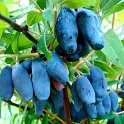 Жимолость съедобная ГОЛУБОЕ ВЕРЕТЕНО в Москве