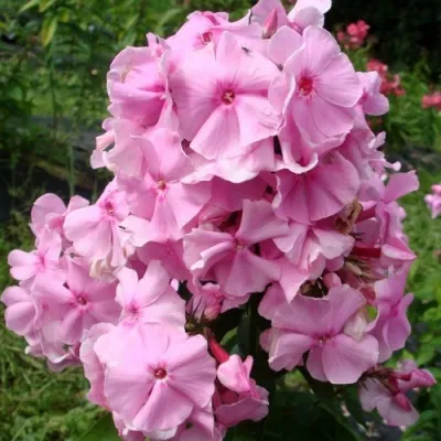 Флокс ЗЕНОБИЯ метельчатый — описание сорта Флокс ЗЕНОБИЯ метельчатый в Москве