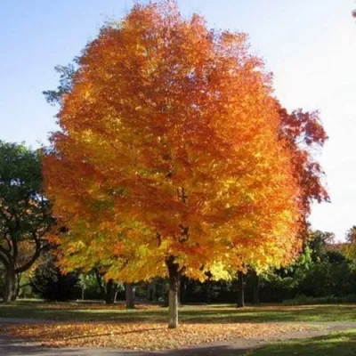 Клен серебристый — описание сорта Клен серебристый в Москве