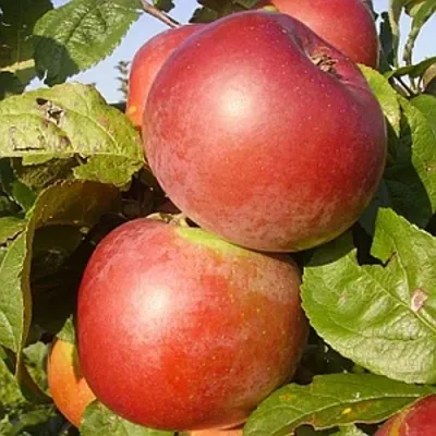 Яблоня АКСАМИТ — описание сорта Яблоня АКСАМИТ в Москве