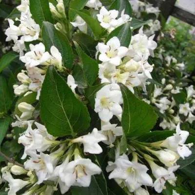 Вейгела БРИСТОЛЬСКАЯ СНЕЖИНКА в Москве