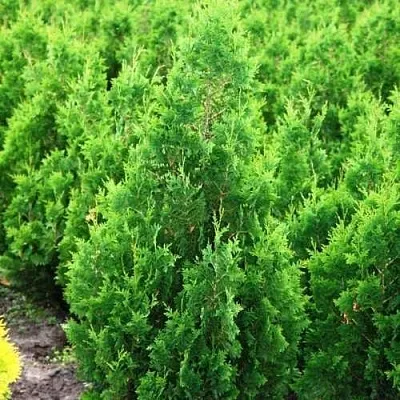 Туя СПИРАЛИС западная  Туя СПИРАЛИС западная в Москве