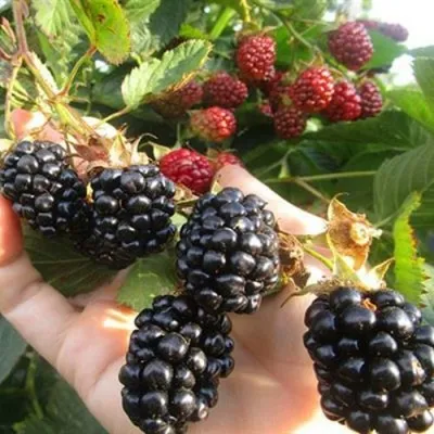 Ежевика НАВАХО бесшипная — описание сорта Ежевика НАВАХО бесшипная в Москве