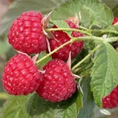 Малина СОЛНЫШКО — описание сорта Малина СОЛНЫШКО в Москве