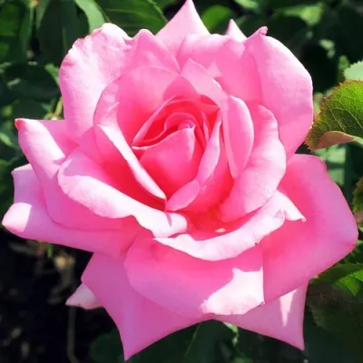 Саженцы роз ЖАРДЕН ДЕ ВИЛЛАНДРИ чайно-гибридная — описание сорта Саженцы роз ЖАРДЕН ДЕ ВИЛЛАНДРИ чайно-гибридная в Москве