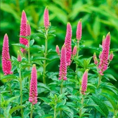 Вероника РОНИКА ФУКСИЯ — описание сорта Вероника РОНИКА ФУКСИЯ в Москве