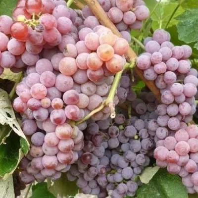Виноград РИЛАЙНС ПИНК СИДЛИС — описание сорта Виноград РИЛАЙНС ПИНК СИДЛИС в Москве