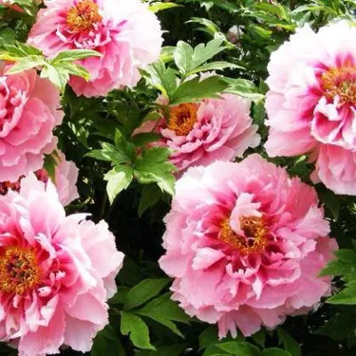 Пион СЕРЕБРИСТЫЙ РУЧЕЙ древовидный в Москве