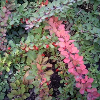 Барбарис ГРИН КАРПЕТ тунберга — описание сорта Барбарис ГРИН КАРПЕТ тунберга в Москве