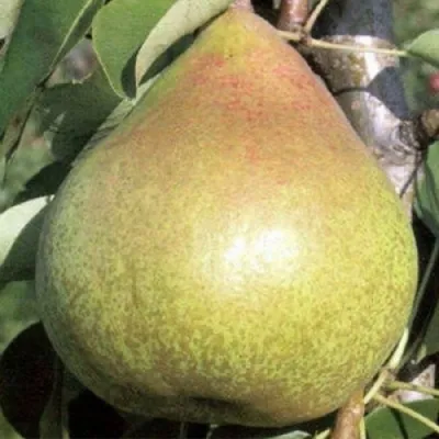 Груша КОРОЛЛА — описание сорта Груша КОРОЛЛА в Москве