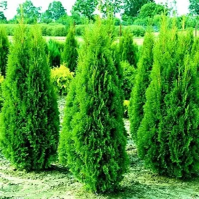 Туя ВИДМАНТ западная  Туя ВИДМАНТ западная в Москве