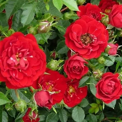 Саженцы роз РЕД КАСКАД почвопокровная в Москве