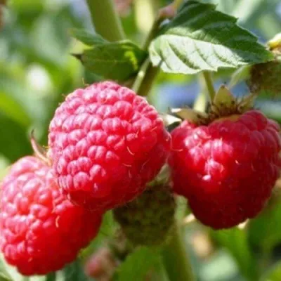 Малина БРУСИЛОВСКАЯ в Москве