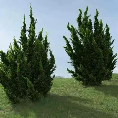 Можжевельник КАЙЗУКА китайский в Москве