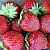 Клубника МАЛЬВИНА в Москве