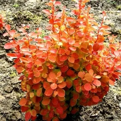 Барбарис ОРАНЖ ФАЙЕР тунберга — описание сорта Барбарис ОРАНЖ ФАЙЕР тунберга в Москве