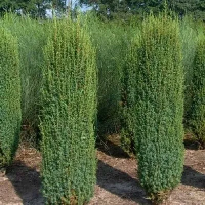 Можжевельник ХИБЕРНИКА обыкновенный — описание сорта Можжевельник ХИБЕРНИКА обыкновенный в Москве