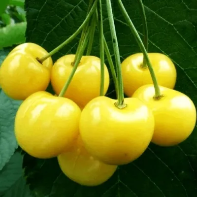 Черешня ПОДСНЕЖНИК в Москве