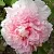 Пион БУКЕТ РОЗОВЫХ ГВОЗДИК древовидный в Москве