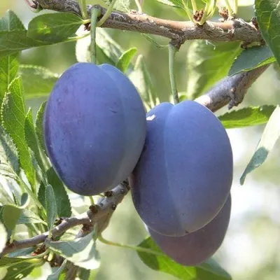 Слива СТЭНЛИ — описание сорта Слива СТЭНЛИ в Москве