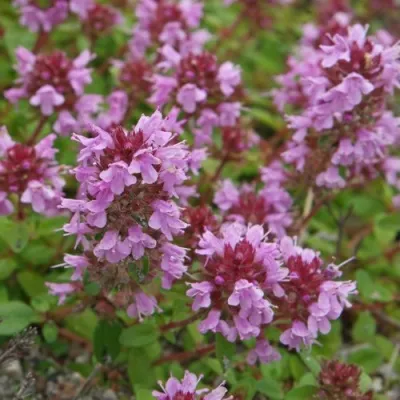 Тимьян яйцевидный — описание сорта Тимьян яйцевидный в Москве