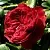 Саженцы роз АЛАН СУШОН чайно-гибридная в Москве