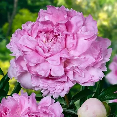 саженцы пиона саженцы пиона