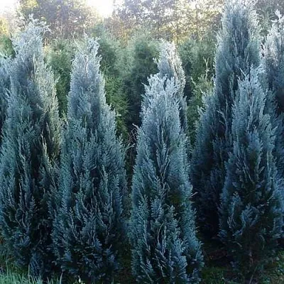 Кипарисовик ДАРТС БЛЮ РИББОН лавсона  Кипарисовик ДАРТС БЛЮ РИББОН лавсона в Москве