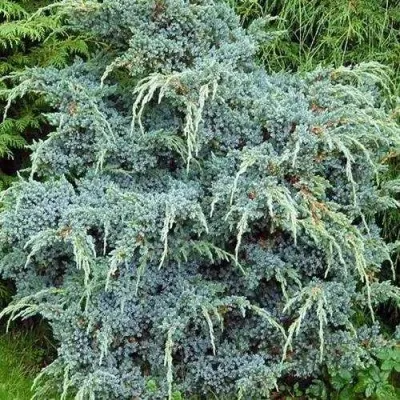 Можжевельник БЛЮ АЛЬПС китайский — описание сорта Можжевельник БЛЮ АЛЬПС китайский в Москве