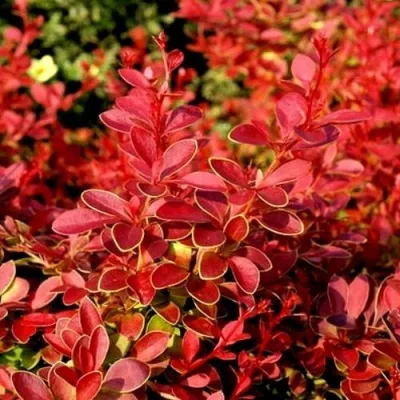 Барбарис КОРАЛ тунберга — описание сорта Барбарис КОРАЛ тунберга в Москве