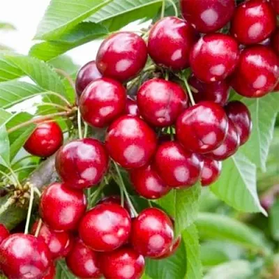 Вишня МАЛЮТКА колонновидная  Вишня МАЛЮТКА колонновидная в Москве