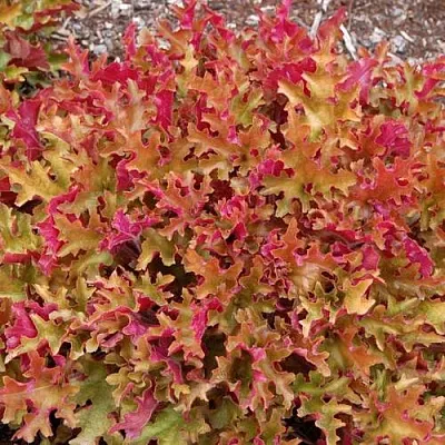 Гейхера МАРМЕЛАД  Гейхера МАРМЕЛАД в Москве